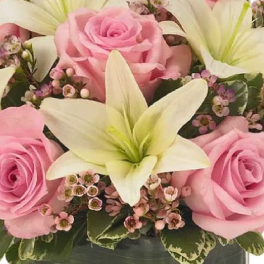 Meet your Posher, Natasha